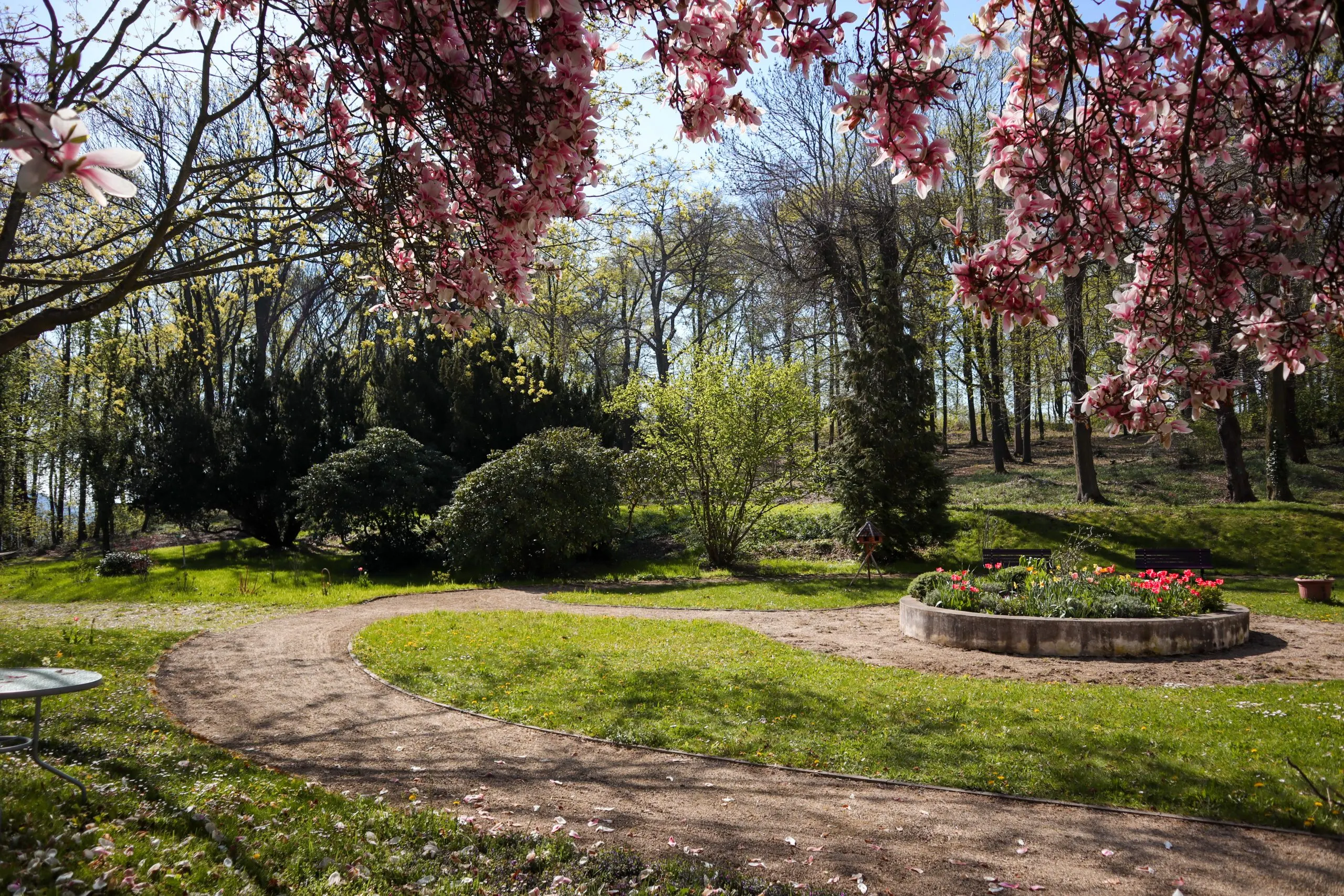 Garten am Katharinenhof Meißen-Plossen mit blühender Magnolie, Tulpenbeet und geschwungenem Weg