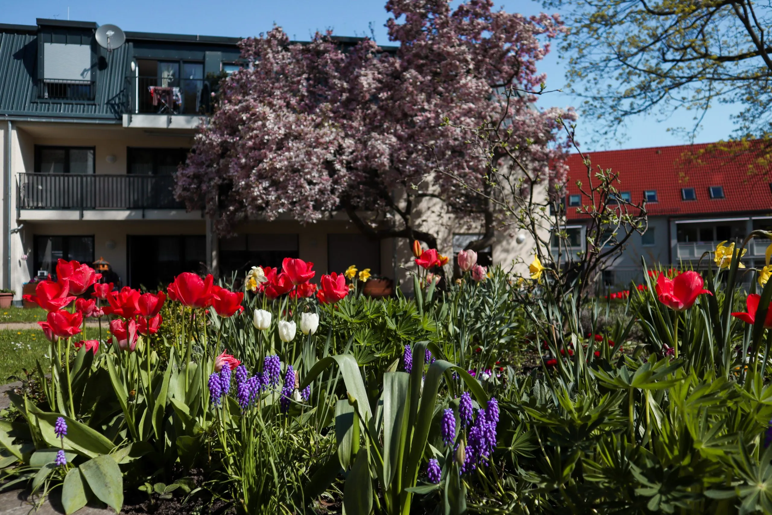 Wohnungen für Betreutes Wohnen am Katharinenhof Meißen-Plossen: Wohngebäude mit Balkonen und blühenden Tulpen im Frühling