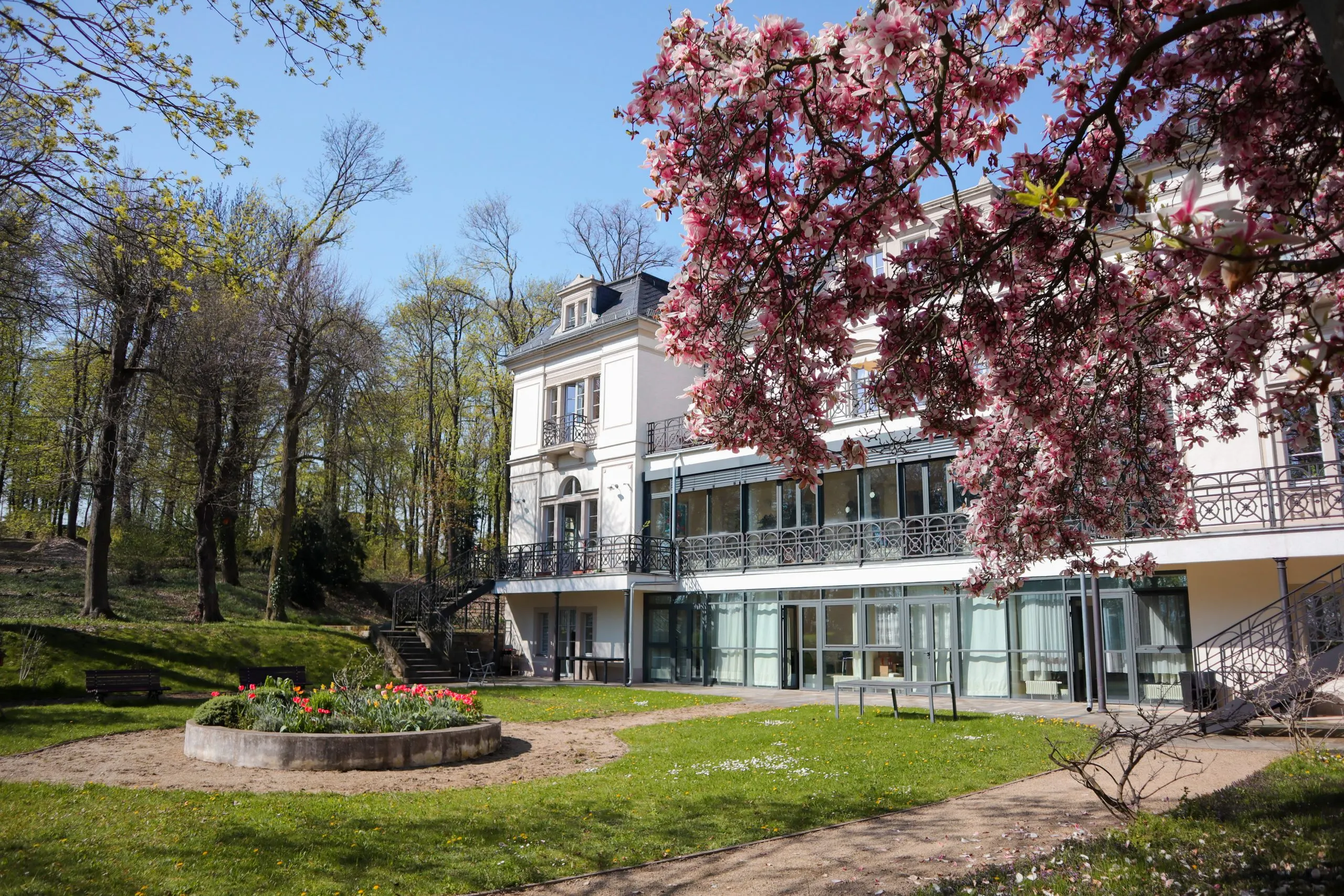 Katharinenhof Meißen im Frühling: helles, denkmalgeschütztes Hauptgebäude mit blühender Magnolie