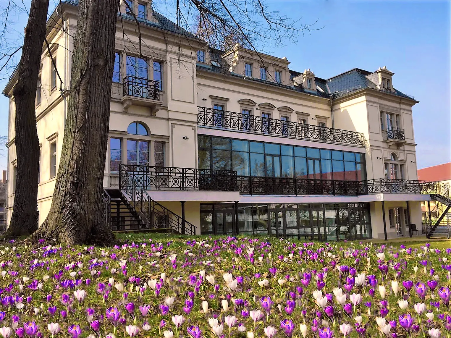Frühling am Katharinenhof Meißen: blühende Krokusse vor dem hellen Hauptgebäude mit schmiedeeisernen Balkonen