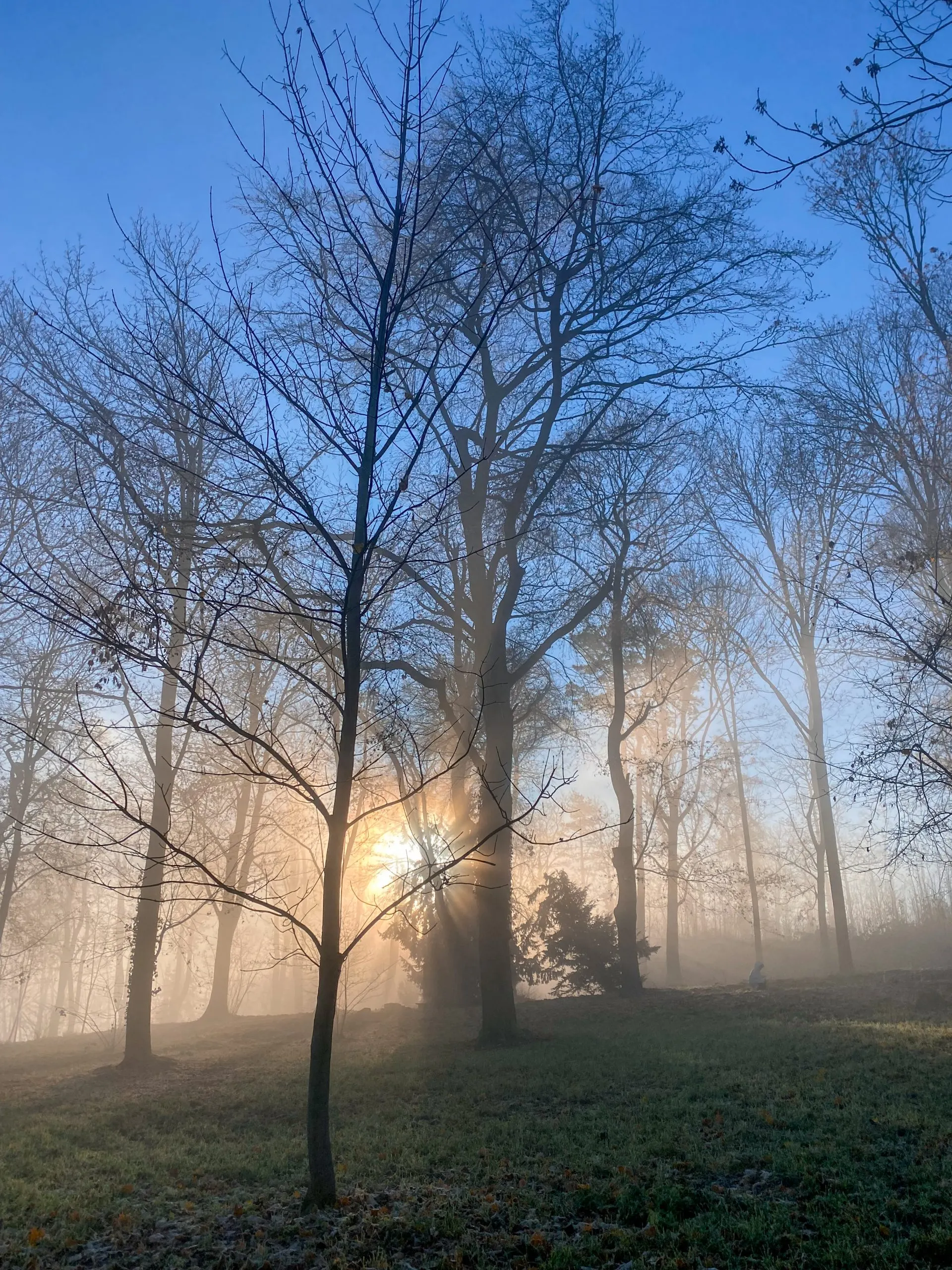 Morgennebel im Park des Katharinenhofs Meißen-Plossen, Sonnenstrahlen zwischen alten Bäumen
